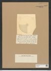 Coscinodiscus punctiger Castrac. (de-Toni-Nr.: Genus 202, Species 5199) Zeichnungen Sammlung Grunow Nr. 8912 (NHMW-BOT-W0378577)